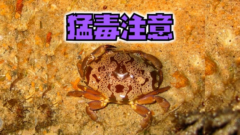 《猛毒》食べたら死ぬ、煮ても焼いても駄目。スベスベマンジュウガニの恐怖。