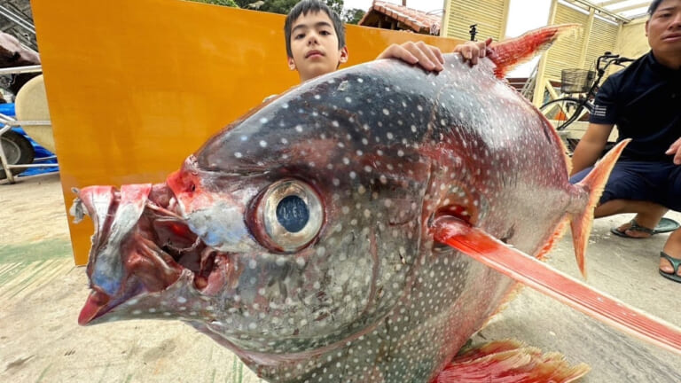 《味はマグロ》50kgオーバーのアカマンボウを解体して食べたら絶品だった［沖縄県・ハイサイ探偵団］