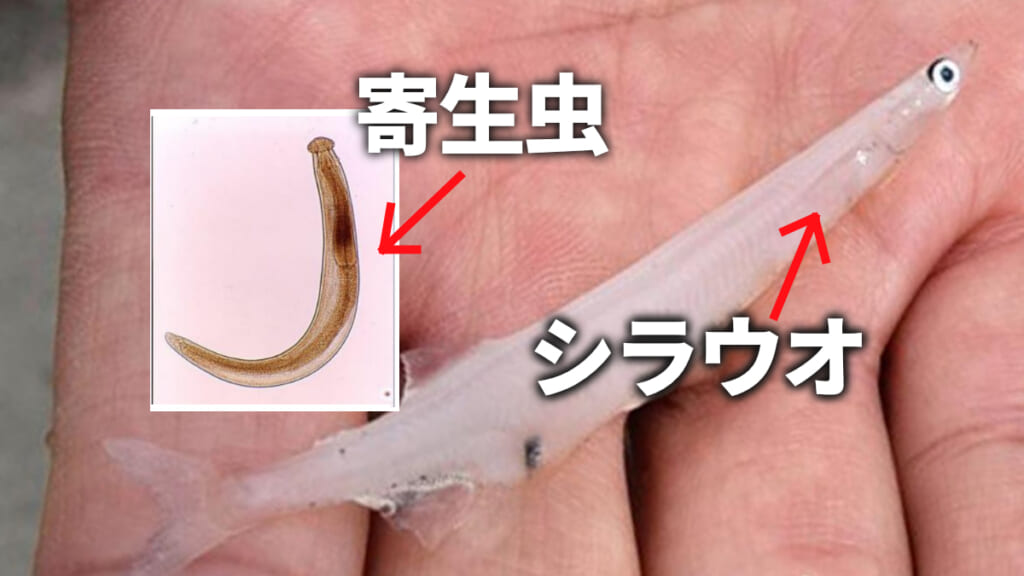 皮膚の下をモゾモゾ 顎口虫症が青森県で初確認 ルアマガプラス