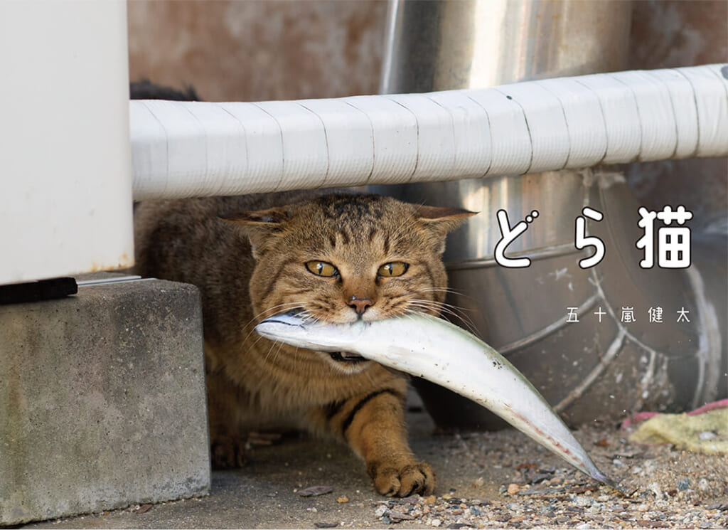 釣り場って猫いるよね？ 猫が魚をくわえた写真集│ルアマガプラス