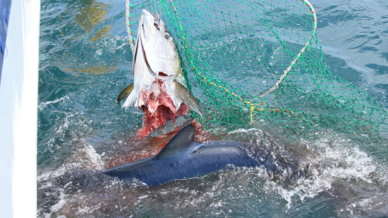 衝撃】せっかく釣り上げたマグロをサメが食いちぎり無残な姿に。対処法は？│ルアマガプラス