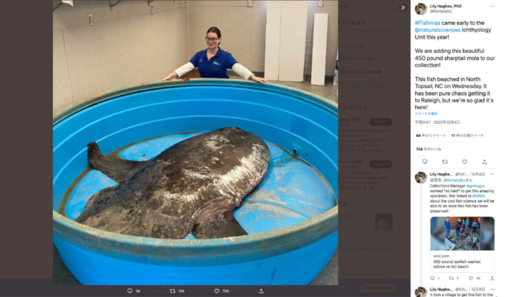 《200kg超え》ヤリマンボウ。謎に包まれた魚が打ち上げられる。