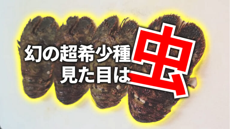 《幻の超希少生物》見た目は虫やんけ！ 食べたら絶品、海に感謝ッ！