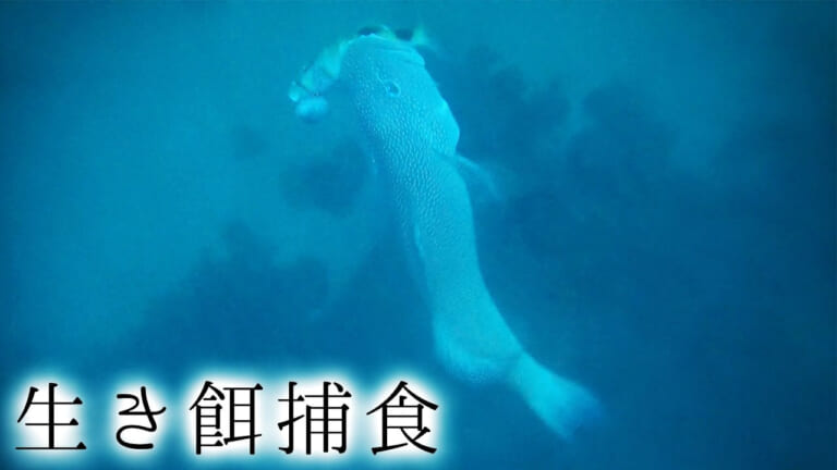 《捕食シーンあり》荒れる海で高級魚がヒット！ワイルドな捕食シーンは必見［沖縄県］【ハイサイ探偵団】