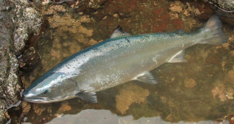 海のサクラマスが釣りたい！飛距離と強アピールにこだわった専用