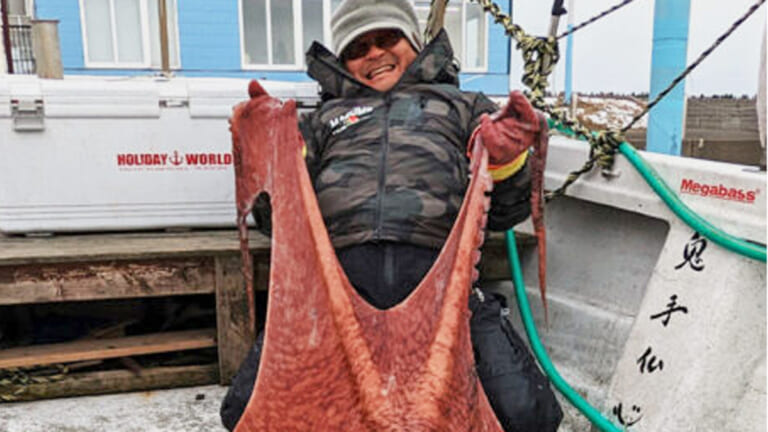 世界最大の巨大タコ「ミズダコ」。デカ過ぎて人がすっぽり収まるほど！秋田で釣り人が捕獲！