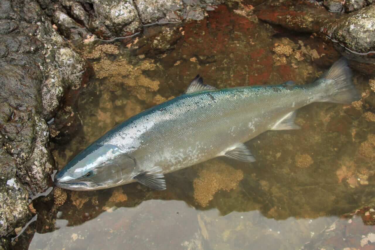 海のサクラマスが釣りたい！飛距離と強アピールにこだわった専用ミノー