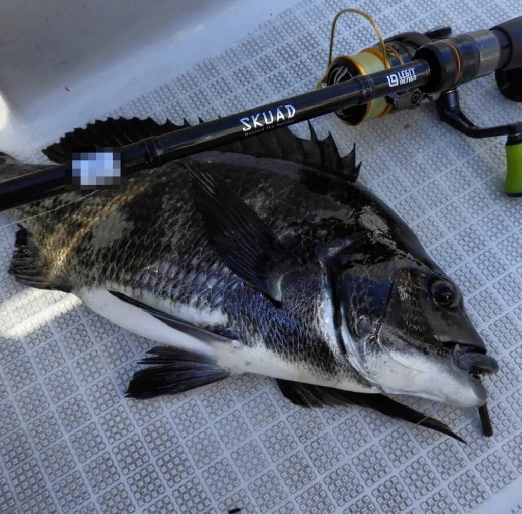 東京湾・最新チニングはバラシにくさが決め手！フリーリグ＋乗せ調子な