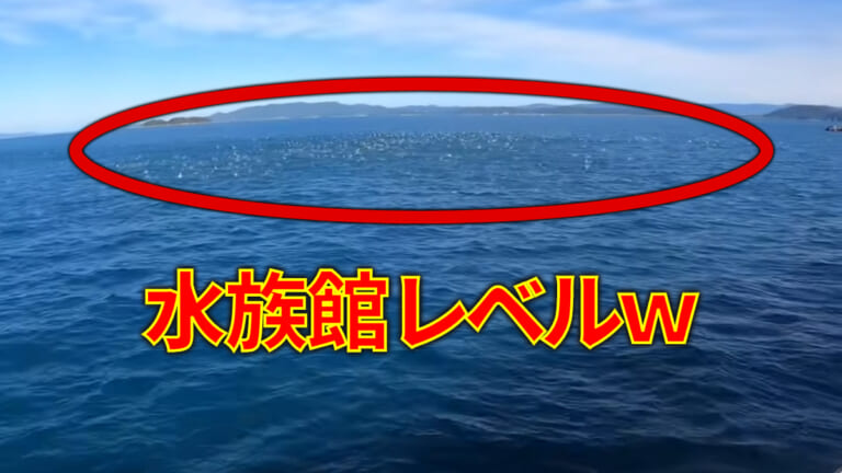 《水族館レベル》とんでもないナブラが起こって鳥も魚も狂喜乱舞。想像を超える事態に…