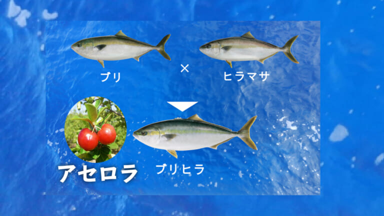 《ハイブリット養殖魚》アセロラブリヒラ！ 近大、ニチレイ、ベイシアがタッグを組んで販売開始