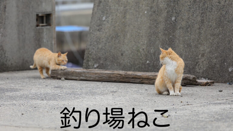 ［2月22日］にゃんにゃんにゃん！釣り場で見かけたねこの写真集《ねこの日》