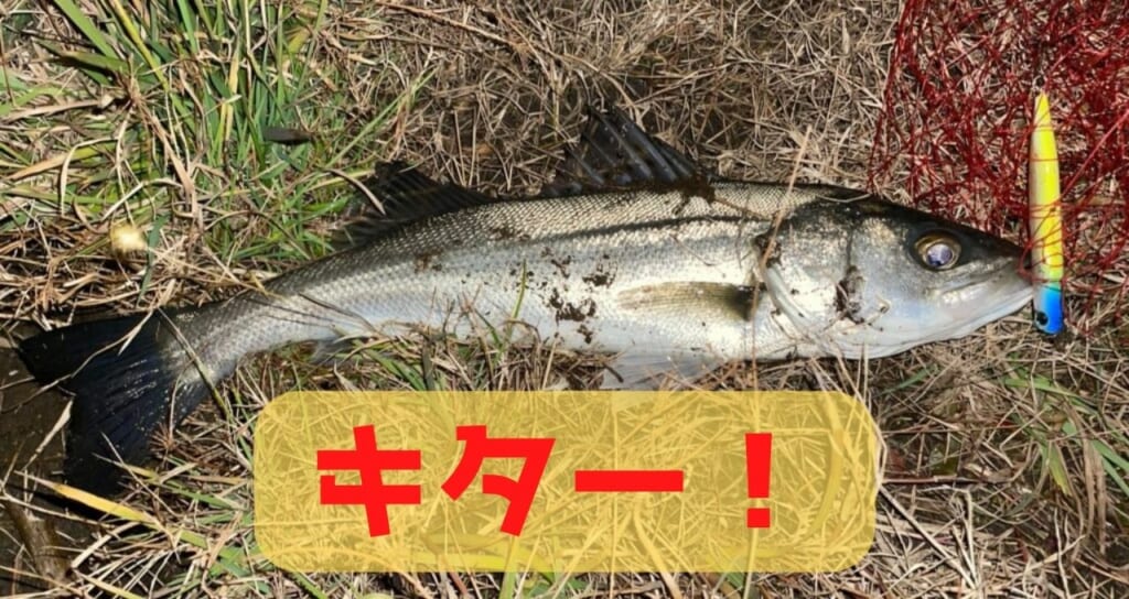 バチ抜け始まったみたい！ 2月初旬東京湾奥シーバスの釣果速報を