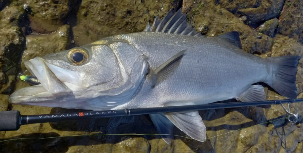 究極の汎用ロッド》大注目の新製品は釣り人の要望にとことん答え