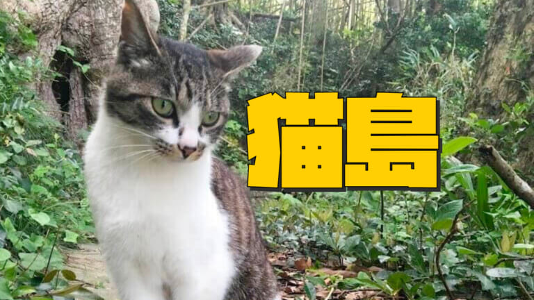 《スーパーねこねこタイム発動》 宮城県「田代島」は猫の島。ニャン旅もふリストは足を運ぶべし。