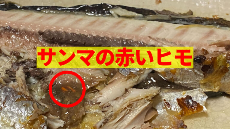 サンマに付いてる《赤いヒモ》は寄生虫だった！ 食べても問題なしか調べてみた結果