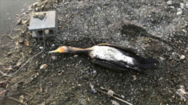 《駆除か保護か》絶滅危機から一転、増えすぎたカワウがもたらした問題。