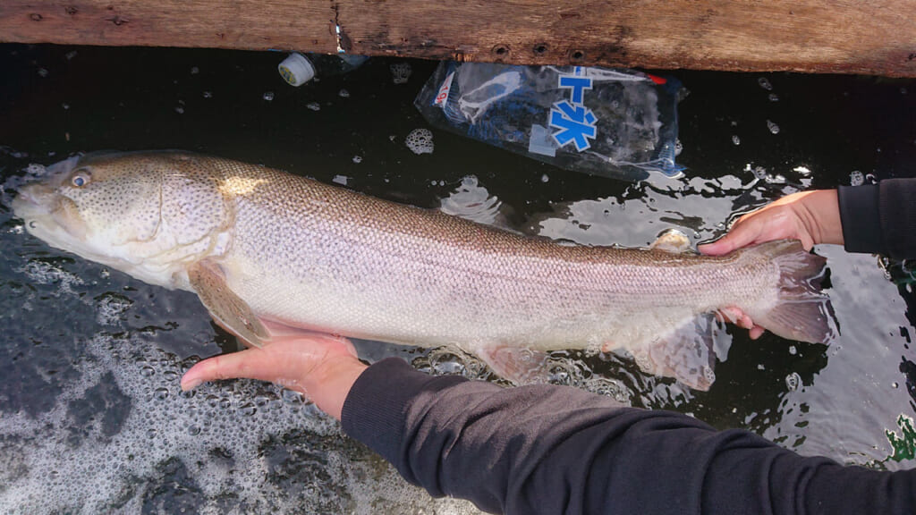 【DVD】BIG TROUT FISHING 春夏秋冬 湖のビッグトラウトフィッシング 土谷勇次郎
