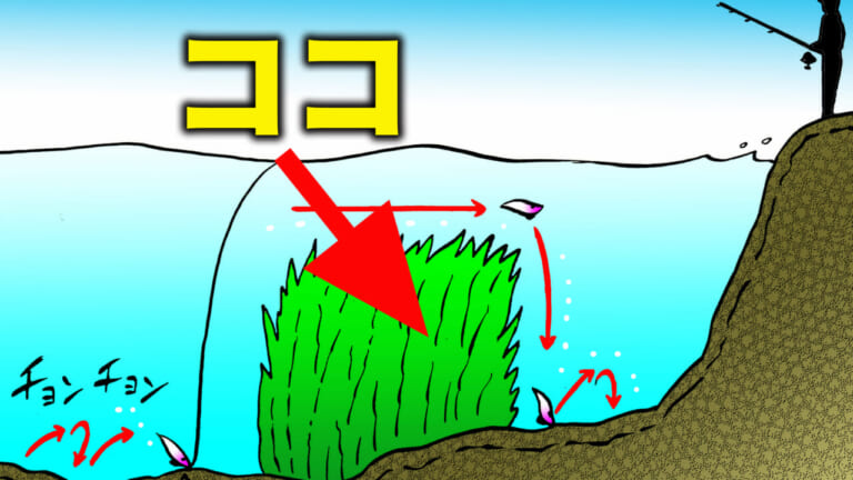 ［エギング］ほとんどの人がちゃんと狙えてないポイント「藻場」の攻略法を解説