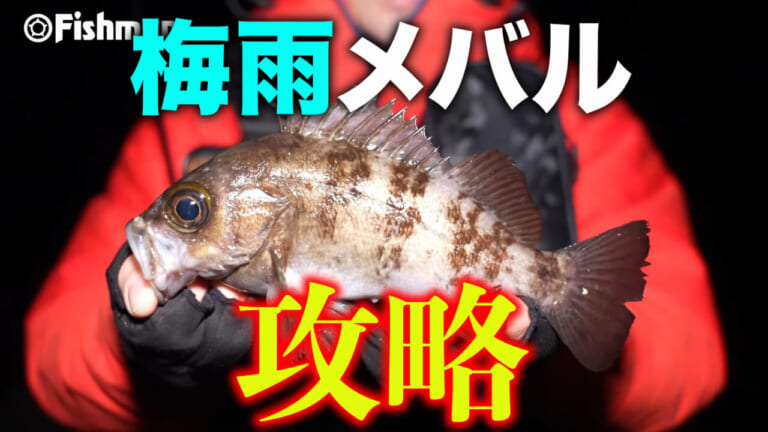 ［梅雨メバル］良型を誘い出す藻場攻略テクニック！キモはプラグ&ジグヘッドリグの使い分け！