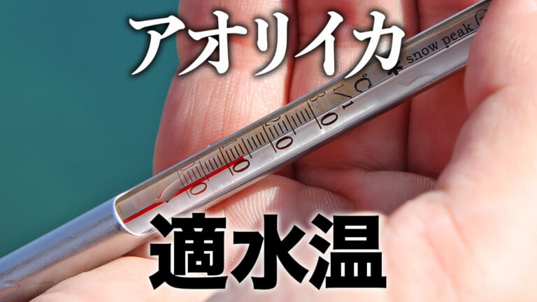 ［エギング基礎知識］アオリイカにとって適水温は？◯℃以上で活性がUPするってホント!?
