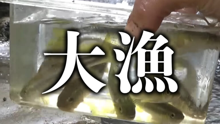 《贅沢時間》たった30分で大漁！近所の川で『カワムツ』ほのぼの釣り。