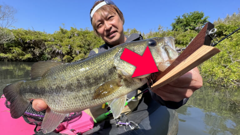 トップシーズン真っ盛り！ 激アツイベント開催、釣果をメールで送るだけで簡単参加。