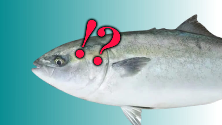 ぜんぶ知ってる？ 岸からの釣りで釣れる魚17種をピックアップ！