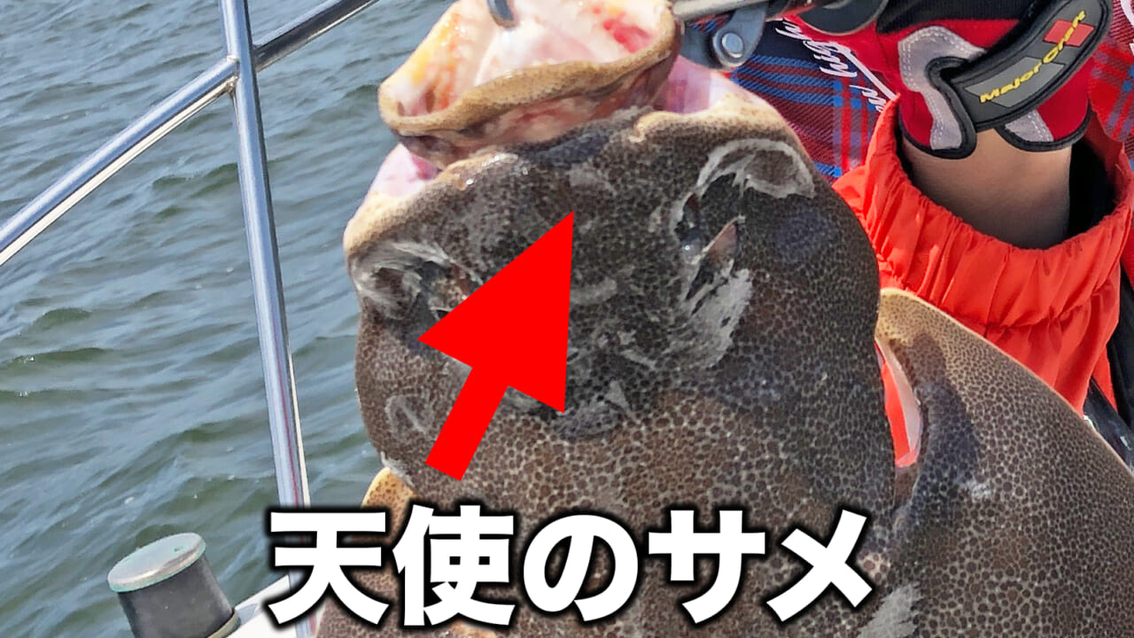 ｜「天使のサメ」と呼ばれるサメ。その姿がまさしく天使そのものだった！