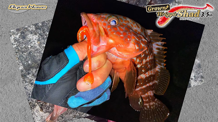｜根魚、フラットフィッシュ、シーバス！なんでもござれの超高性能シャッドテール『グロウン・リグルシャッド（アクアウェーブ）』