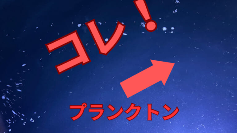 ええっ!?アジングで言う『プランクトン』の正体はコレ!?【映像アリ】