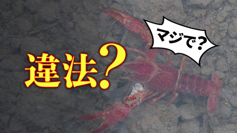ザリガニ釣りは違法？ 持ち帰りや飼育、罰金・罰則、夏休み前に知っておきたい豆知識。