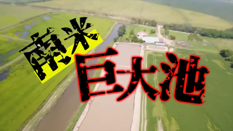 《珍魚》南米の池で猛威を振るう巨大魚を捕獲！