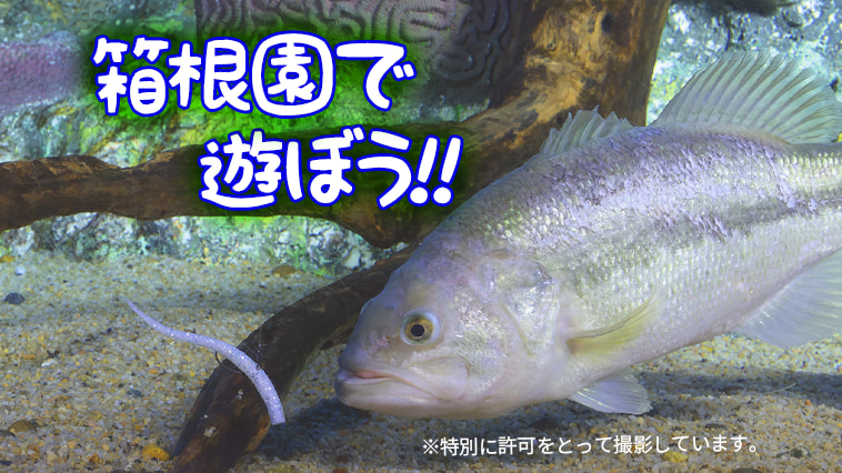 ｜日本一標高の高い水族館が待っている! 『箱根園』で遊ぼう！【水陸両用忍者バス＆いろんな動物も待っている！】