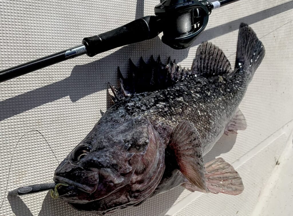 強度・重量・感度」に拘ったロックフィッシュロッドの金字塔