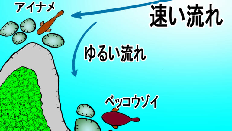 ［平均35cm超］磯の大型ロックフィッシュは小魚パターンで仕留める！ソルティーステージ プロトタイプ