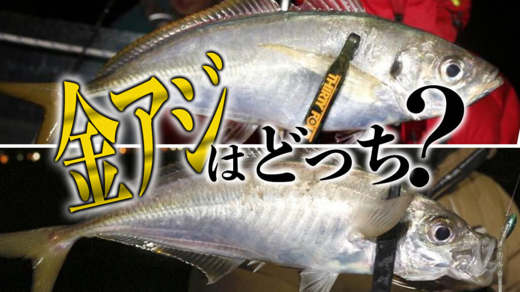 豆知識》話題の「黄金アジ」と「黒アジ」は何が違う？ 意外と役立つ