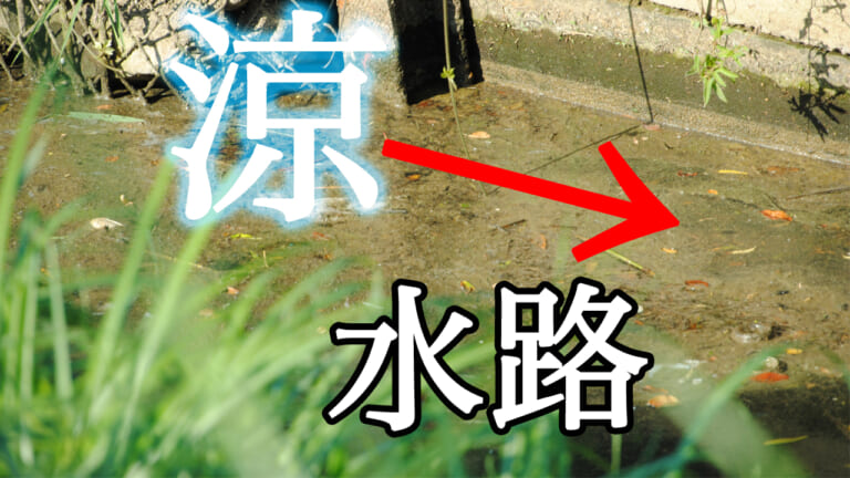 バリバスの「本気ネコフック」を関和 学がオカッパリ実釣解説！カバー×スロー 逃げ場の涼水路を攻略する！