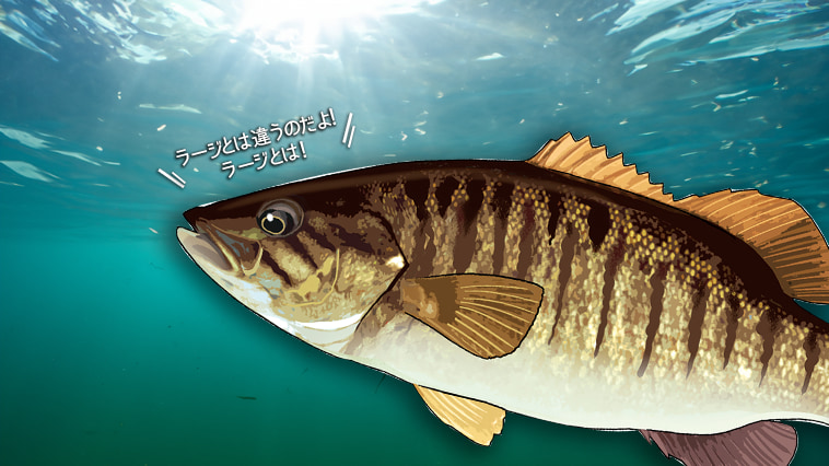 ｜バス釣りの大人気ターゲット『スモールマウスバス（コクチバス）』ってどんな魚？
