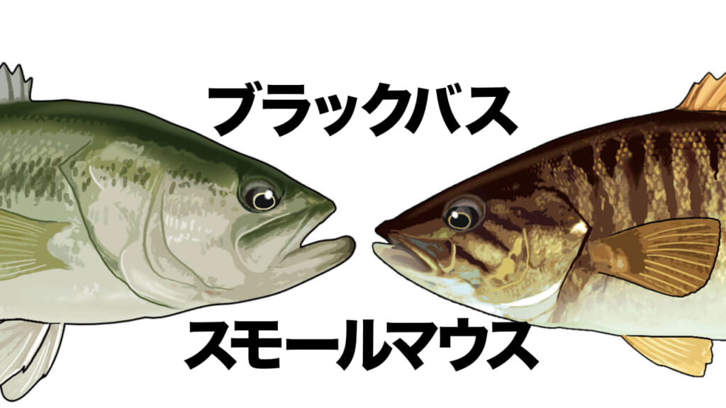 比較］ブラックバスとスモールマウスの特徴の違いは？釣り方は異なる