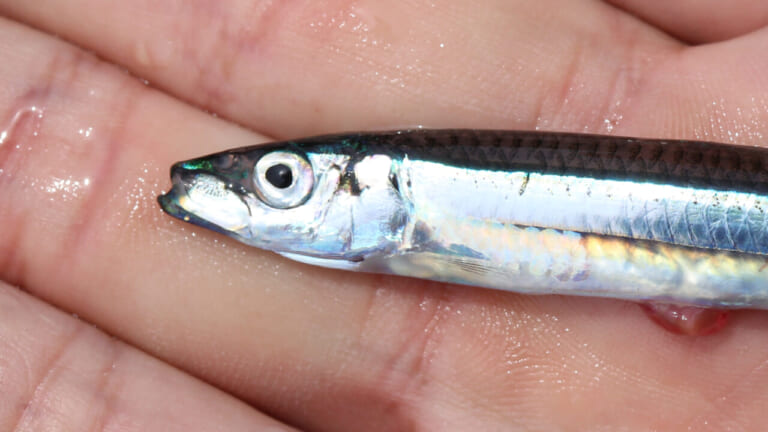 ［まるで宝石］キラキラ美しすぎるお刺し身。ありふれた小魚が高級料理に大変身！