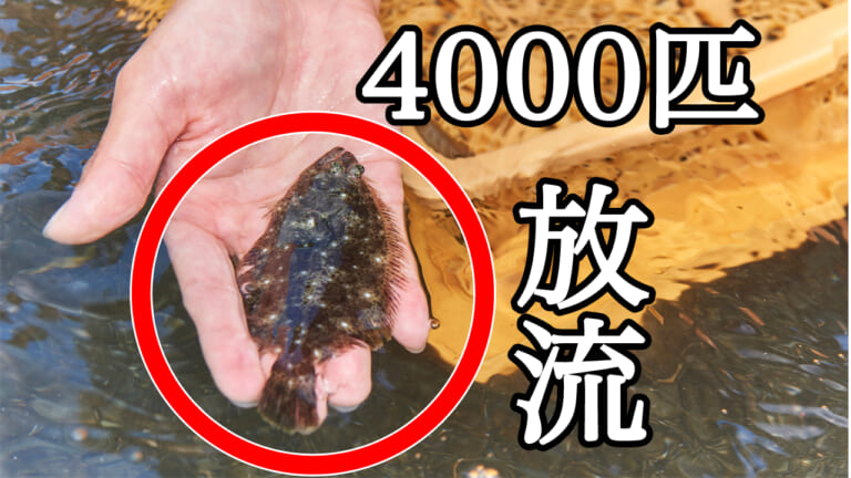 ≪4100匹≫ヒラメの稚魚を放流し海岸を清掃！人気のイベントが無事終了