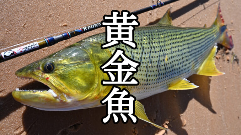 「プラチナ」と呼ばれるレア魚を求めブラジル弾丸アタック！