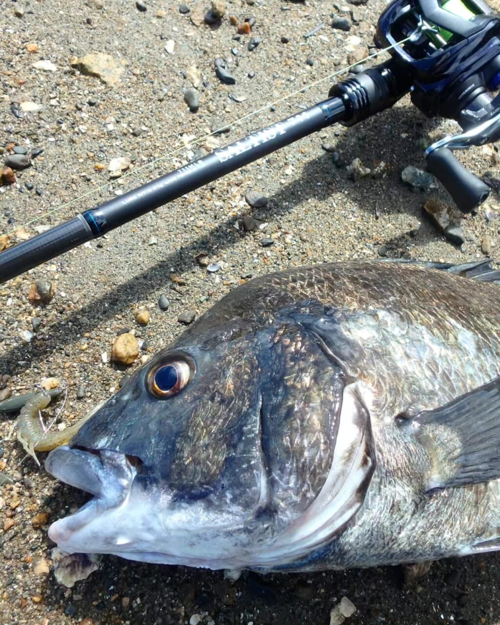 ベイトシーバス始めるなら『ソルティスト（DAIWA）』がアツイ