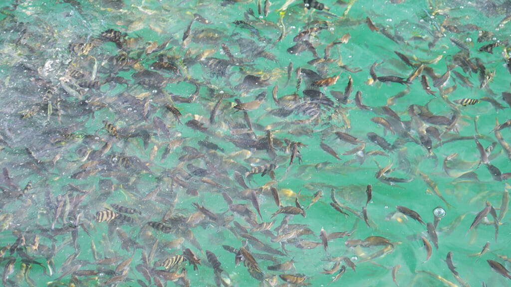 アジ・クロダイ・マダイ］とんでもなく魚影が濃いユニークな