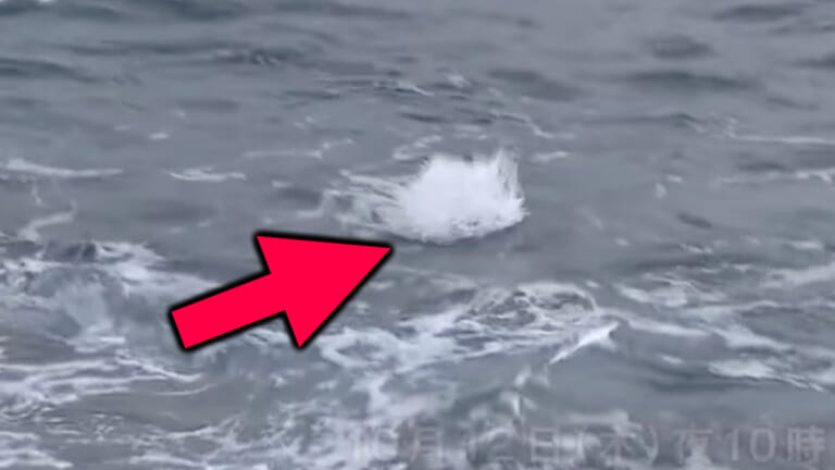 うわ〜出た！鹿児島県甑島で高級魚が水面炸裂！
