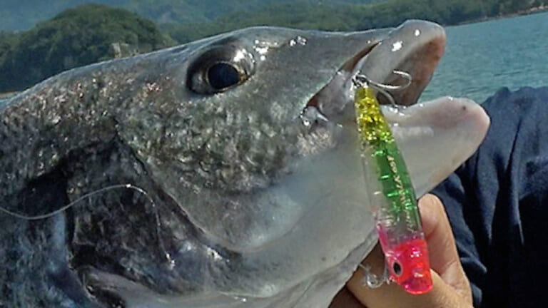 水面まで誘き出す！話題のインショアゲームでクロダイを狙うと様々な魚が！（61ページ目）
