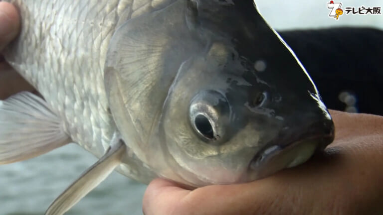 《美しい魚体》名手のテクニック炸裂、迫力の水中映像は必見！