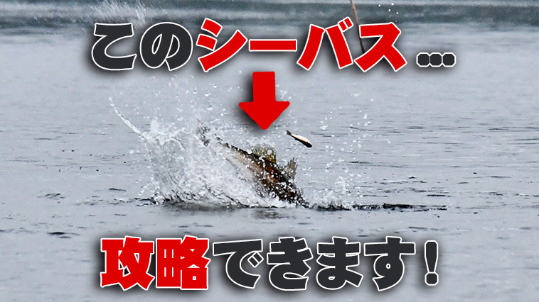 ｜「釣れないシーバスボイルはない！」と宣言する涸沼の超エキスパートがオススメするシーバスルアーとは!?【今が最盛期！】