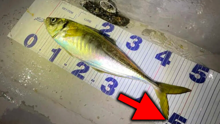 ［巨大アジ］ 東京湾がヤバいことになっている！常識を超えたサイズを捕獲！