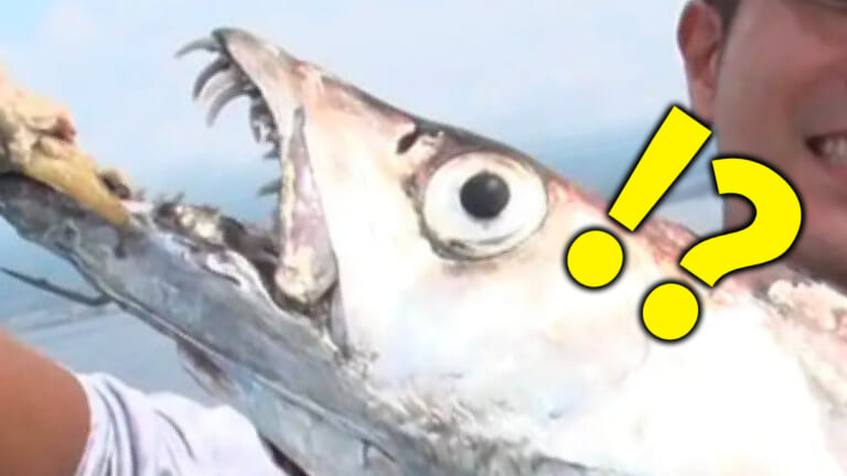 東京湾にも生息する異性界モンスターのような戦闘力抜群の牙を持つ魚。